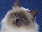 Birman head