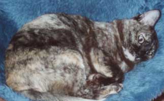 Samilse Bracken Briar