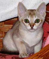 Goldlay Janamel Jasmine